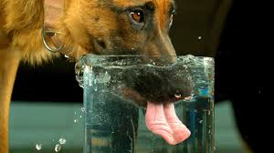 Why is My Pet Thirsty? - Friendship Hospital for Animals