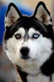 chiens fina hundbilder chien animaux et chiot husky