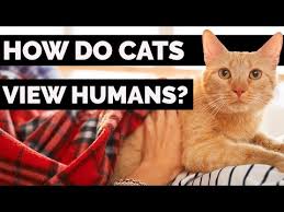 What Do Cats See When They Look At Humans? | Hotpetpaws