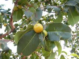 Image result for Diospyros mespiliformis
