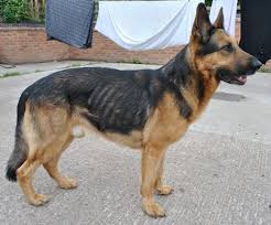 We did not find results for: Thin German Shepherd Online