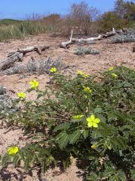 Image result for Cissus faucicola