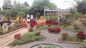 Taman bunga nusantara merupakan taman display bunga pertama di indonesia. Foto Selfie Di Taman Bunga Instagramable Lembur Kuring Mini Garden