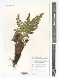 Image result for Polystichum sinense