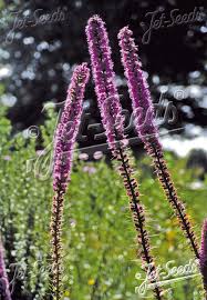 Image result for Pycnostachys stuhlmannii