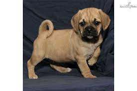 Puggle For Sale Puggle Puppies Puggle Puppies For Sale Puggle
