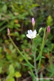 Image result for Epilobium