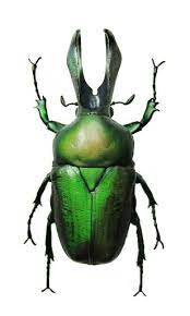 Dicheros Sp Cetoniidae Flower Chafer Beetle Insect Weird Insects Bugs And Insects