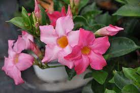 Pin On Growing Happily In Containers