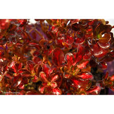 Image result for Coptosperma rhodesiacum