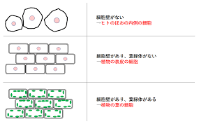 中2生物 細胞のつくり 中学理科 ポイントまとめと整理
