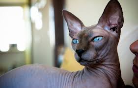 Donskot Kitten Cat Breeds Fluffy Cat Breeds Bambino Cat