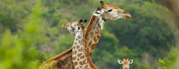 Accusative masculine plural of animālis. Top 10 Animals In Danger Of Extinction