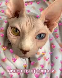 They absolutely live to greet. Create Meme Sphinx Sphynx Cat Pictures Meme Arsenal Com