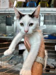 PLEASE NOTE: THIS LIST IS SUBJECT TO CHANGE** We have many kittens at  PetSmart in Crestwood, and even more are arriving tomorrow. We're hosting a  pop-up kitten adoption event! Tomorrow, August 1st,