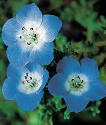 Baby Blue Eyes Nemophila Seeds And Plants Annual Flower Garden At Burpee Com Blue Flowers Garden Flower Garden Plans Annual Flowers