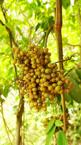 Image result for Ampelocissus