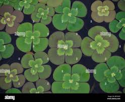 Image result for Marsilea macrocarpa