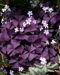 Image result for Oxalis obliquifolia