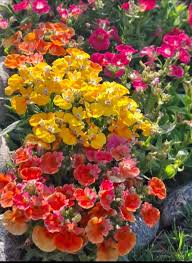 Image result for Nemesia zimbabwensis