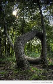 Twisted Weird Trees Unique Trees Old Trees