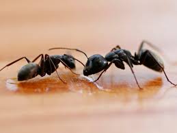 Call us on 1300 65 65 72 today. Ants How Much Do Exterminators Cost Pestguide Org