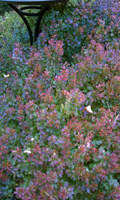 Image result for Berula thunbergii