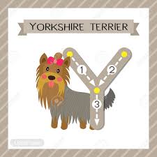 621 kutcher rd, southampton, pa 18966. Buchstabe Y Grossbuchstaben Niedlichen Kinder Bunte Zoo Und Tiere Abc Alphabet Ablaufverfolgung Flashcard Von Yorkshire Terrier Hund Fur Kinder Lernen Englisch Wortschatz Und Handschrift Vektor Illustration Lizenzfrei Nutzbare Vektorgrafiken Clip Arts