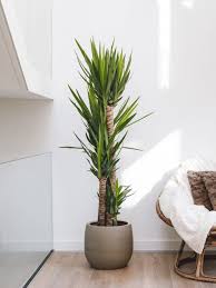Image result for yucca gigantea en casa