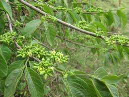 Image result for Vangueria madagascariensis