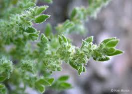 Image result for Vernonia hirsuta