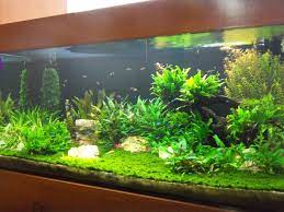 Pelangi aquascape yang berlokasi di jalan pusdiklat depnaker rt 004 rw 004 makasar jakarta timur dki jakarta ini melayani jasa hias aquarium yang profesional dan handal. Toko Aquascape Jakarta Toko Aquascape Jakarta