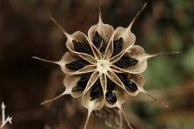 Love In A Mist Flower Seed Seed Pods Flower Seeds Nigella Seeds