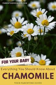 Baby eczema cream can help soothe dry, itchy skin in infants. How To Make A Chamomile Bath For Babies Parenthood4ever Parenthood4ever