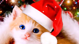 Check spelling or type a new query. Samsung Theme Live Wallpaper Christmas Kitty Youtube