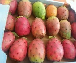Prickly pear cactus has large flat leaves, which are actually a modified portion of the stem of the plants, that are often referred to as cactus pads. Gialla And Rossa Are The Prickly Pear Varieties Most Suitable For Exports