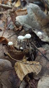 Image result for Marasmius opacus