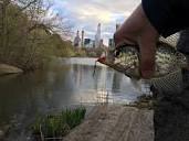 Crappie Fishing in Central Park - Full Access NYC