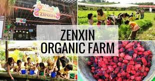 Bhd., it has launched malaysia's first and only commercial grade organic musang king durian plantation. Zenxin Organic Farm Malaysia Largest Organic Farm