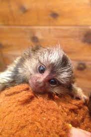 Primate Store Monkeys For Sale Monkeys For Sale Finger Monkey For Sale Pet Monkey
