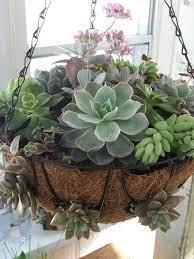 Hanging Succulent Http Thegardendecorationsaz206 Blogspot Com Hanging Succulents Succulents Diy Succulents