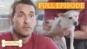 3-Legged-Dog Breaks Brandon's Heart