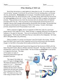 Building dna answer key vocabulary: Dna Modeling Activity Answer Key