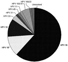 pie chart representing the relative prevalence of the