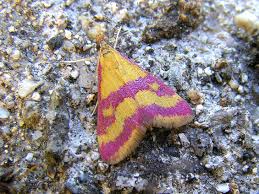 Image result for Pyrausta sanguinalis