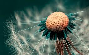 Flower Zoomed In Dandelion Wallpaper Photography Wallpaper Beautiful Macro Photography