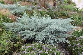 Buy this plant from 2 gardenality business profiles ». Grey Owl Juniper Juniperus Virginiana Grey Owl In Inver Grove Heights Minnesota Mn At Gertens