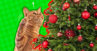 Check spelling or type a new query. Cat Proof Your Christmas Tree With Shatterproof Ornaments Dodowell The Dodo