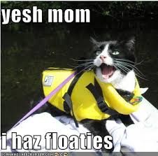 Image result for lolcats