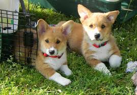 Available corgi puppies for sale: Corgi Puppies For Sale Houston Tx Petsidi
